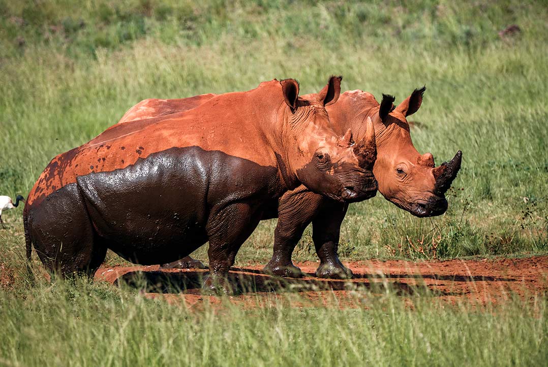Travelora Safaris