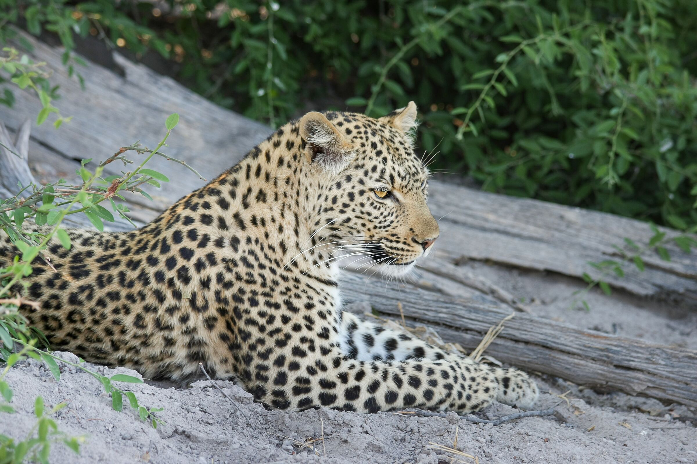 Botswana Safaris