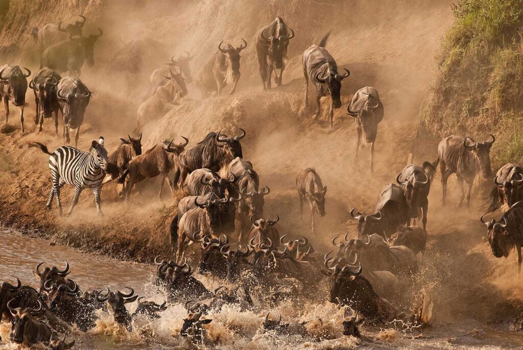 Safaris